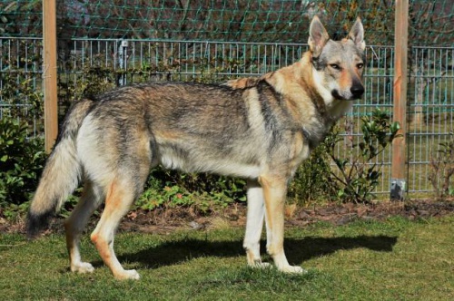 �eskoslovensk� vl��k s PP