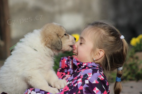 Pyrenejsk� horsk� pes s PP