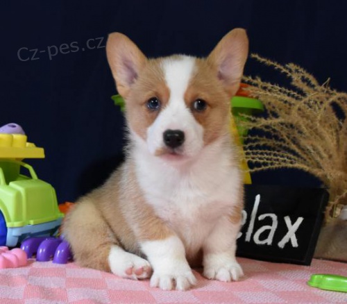 kr�sn� �istokrevn� �t��ata Pembroke corgi Pes a fena K dispozici hled�me nov� domov s mikro�ipem a rodokmenem jsou 3 m�s�ce star� s rodi�i tak� za d�rek ... E-mail ::::: brandonmba10@gmail.com