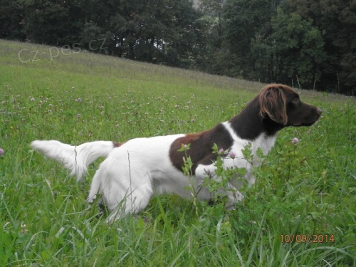 Mal� m�nsterlandsk� oha� �t��ata 