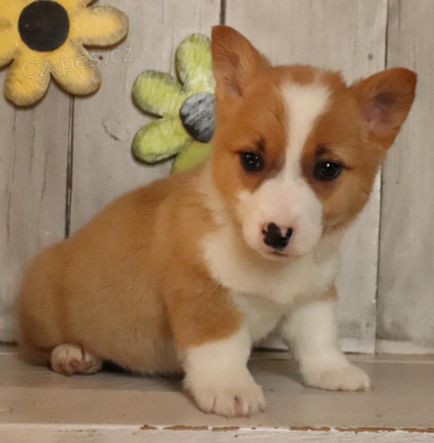 miluj�c� vel�sk� Corgi (Pembroke)