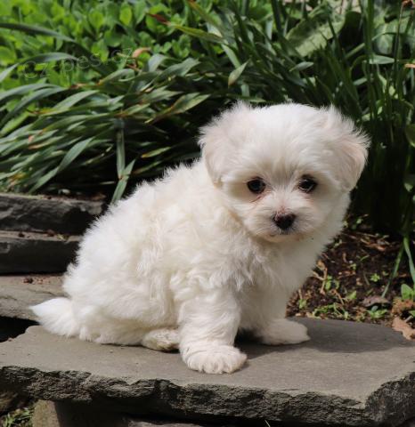 adoptivn� �t���tka p��telsk� a hrav� malt�zsk�