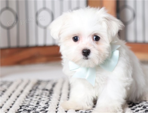 adoptivn� �t���tka p��telsk� a hrav� malt�zsk�