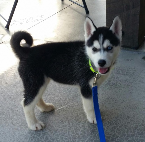 nyn� k dispozici, kr�sn� a hrav� ps� a sibi�sk� husky �t��ata k dispozici pro adopci.3 m�s�ce star�