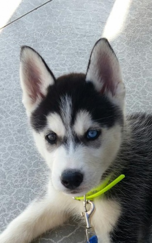 nyn� k dispozici, kr�sn� a hrav� ps� a sibi�sk� husky �t��ata k dispozici pro adopci.3 m�s�ce star�
