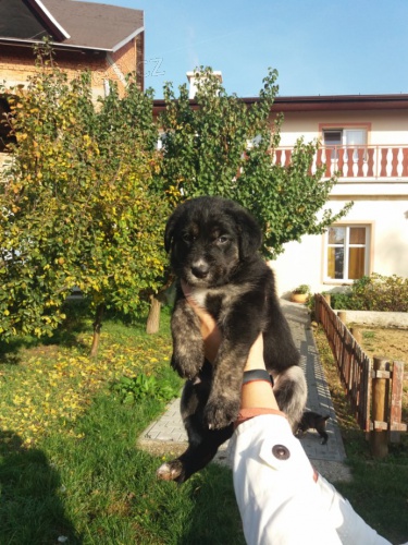 K��enec n�m. ov��k  a oha�-labradorka