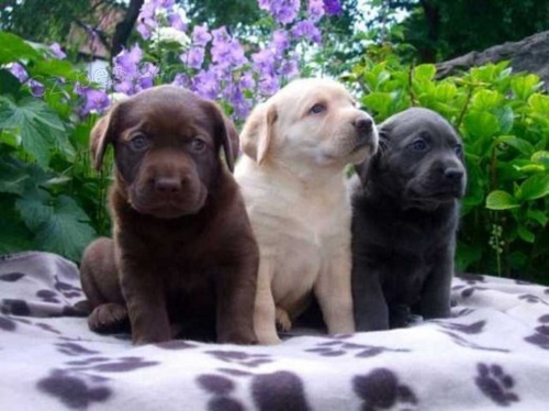 Labrador - sv�tl� �t���tka