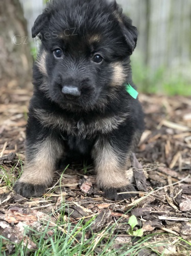 �t��ata n�meck�ho ov��ka (REX a ROCKY)