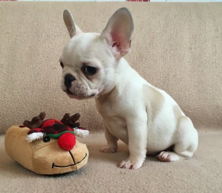  Francouzsk� buldo�ek na prodej bez PP