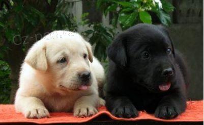 Labradorsk� retr�ver, Pred�m ps�ka