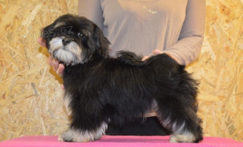 Havansk� ps�k, Pred�m ps�ka