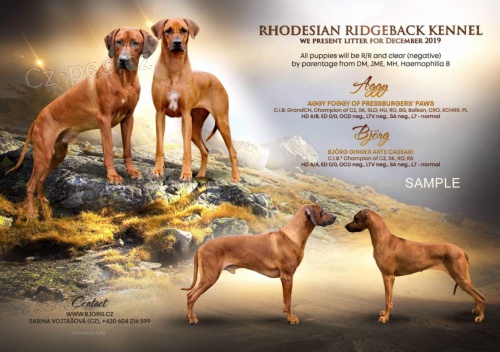 Rhod�sk� ridgeback - �t���tka s PP