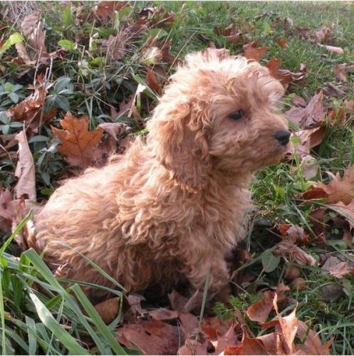 kr�sn� �t���tka cesk�ho teri�ra k dispozici k adopci.kontaktujte nyn�