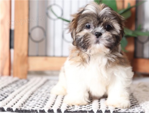 roztomil� a kr�sn� mu�sk� a �ensk� shih tzu k dispozici pro adopci. Kr�sn� a hrav�