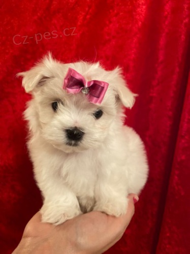 kr�sn� b�l� maltsk� mini �t��ata