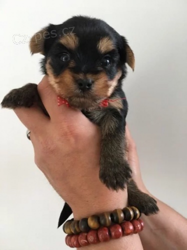 Jork��rsk� teri�r �t��ata(MINI TOY)