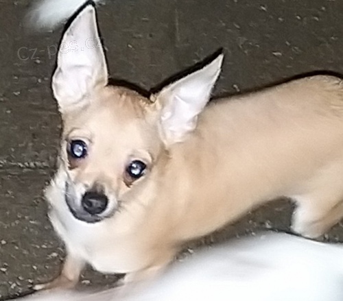 �ivava �t���tka bez pp