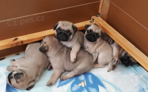 �istokrevn� mops �t��ata