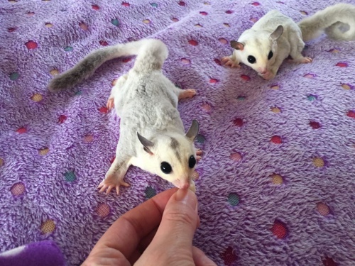 K dispozici jsou mu�sk� a �ensk� kluz�ky.