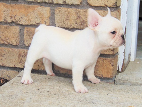 Francouzsk� buldo�ek