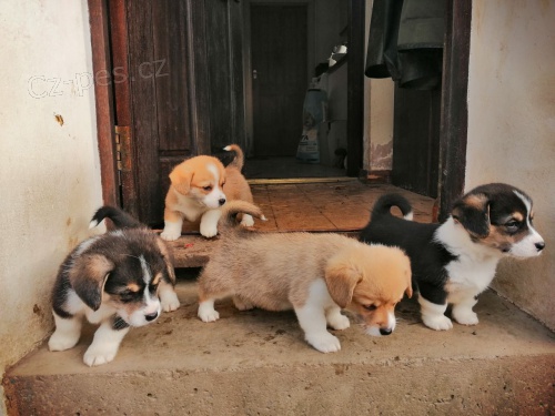 sladk� vel�sk� Corgi (Pembroke)