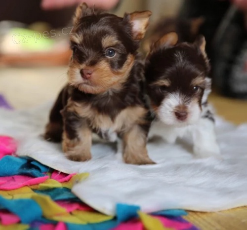 miniatura jork��rsk�ho teri�ra (nyn� k dispozici)