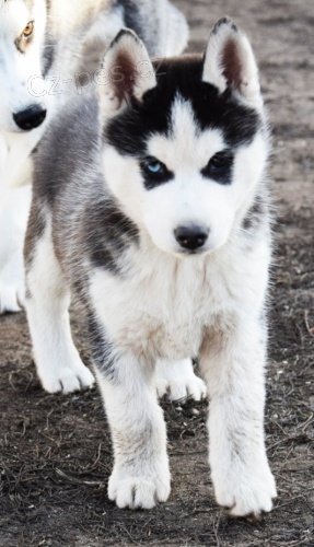 Sibi�sk� husky s PP FCI