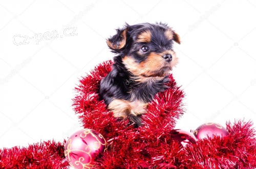 Jork��rsk� teri�r mini