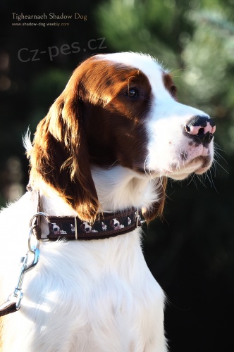 Irsk� �ervenob�l� setr �t��ata s PP