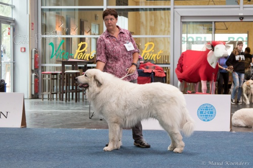 Pyrenejsk� horsk� pes - �t���tka