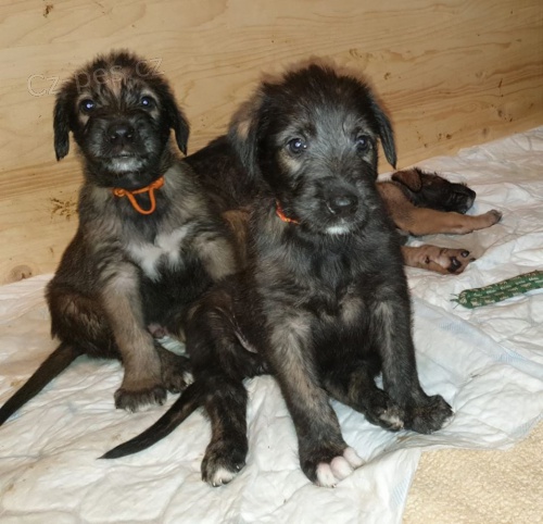 �t���tka Irsk�ho vlkodava s PP