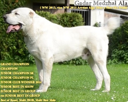 St�edoasijsk� pasteveck� pes, SAO s PP