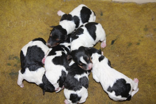 Foxteri�r drsnosrst� - �t�n�tka 