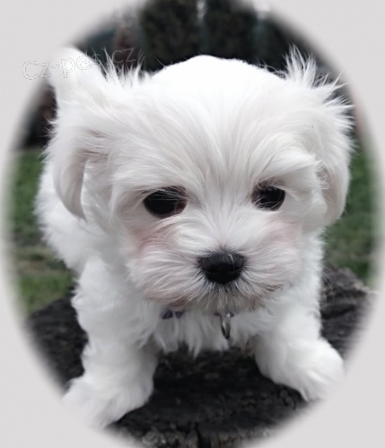 Malt�z��ek  - Malt�zsk� ps�k s PP