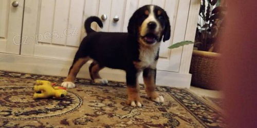 Ve�k� �vaj�iarsky sala�n�cky pes