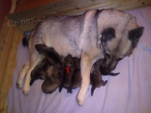 Norsk� los� pes �ed�