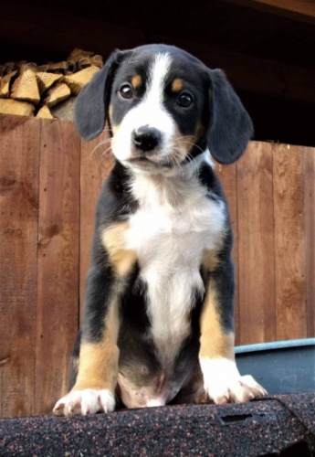 Entlebuchsk� sala�nick� pes - NICK