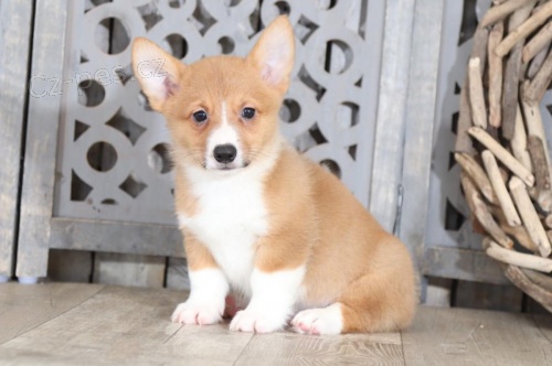 �t��ata Pembroke Welsh Corgi, p�ipraven� na nov� domovy