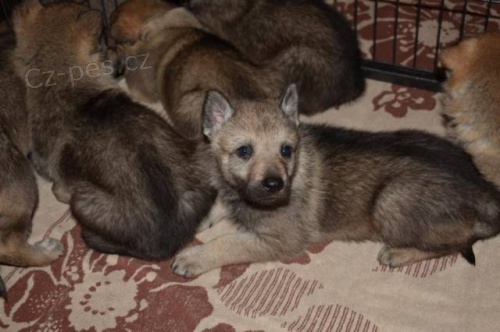 �eskoslovensk� vl��k