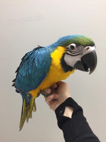 Nab�dka Ara Ararauna