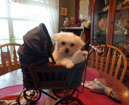 Dob�e socializovan� maltsk� �t���tka k adopci