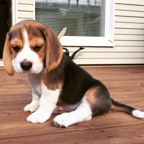  kr�sn� �t���tka Beagle
