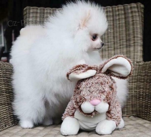 K dispozici jsou samci a samice pomeraniansk�ch �t��at