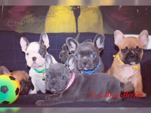 Francouzsk� buldo�ek na prodej bez PP