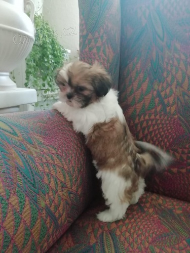 �t���tka shih-tzu