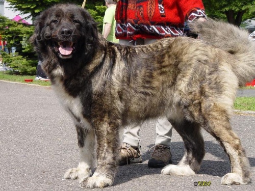 Kavkazsk� pasteveck� pes