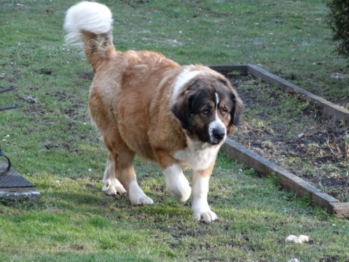 Moskevsk� str�n� pes - �t��ata bez PP