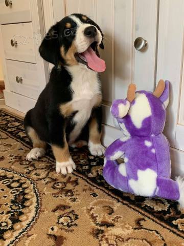 Entlebu�sk� sala�n�cky pes