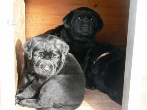 Labrador �t��ata po �pi�kov�ch rodi��ch