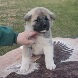 Inteligentn� �t��ata Akita hledaj� dobr� nav�dy domov.